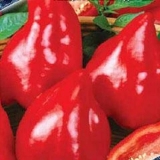 Oxheart pepper
